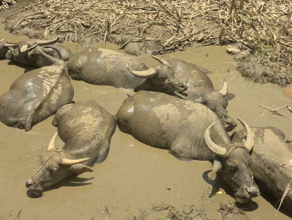 Sapa Water Buffalo resting in a mud hole, Vietnam