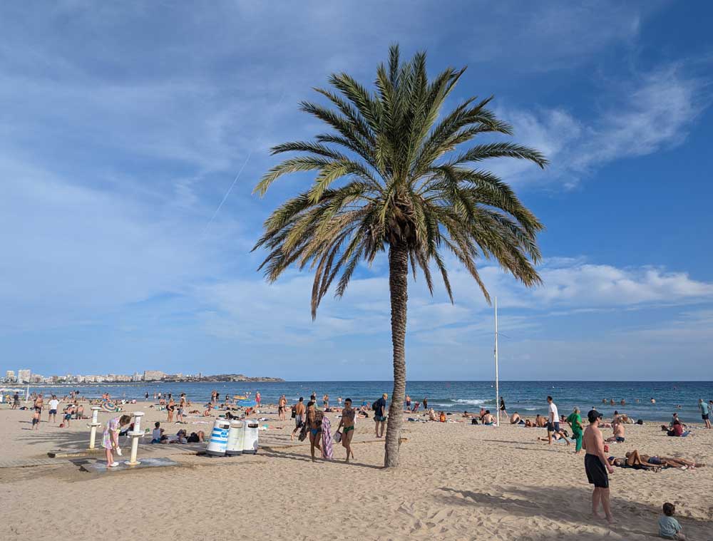 Playa del Postiguet, Alicante Large Palm tree on beach at Playa del Postiguet, Alicante