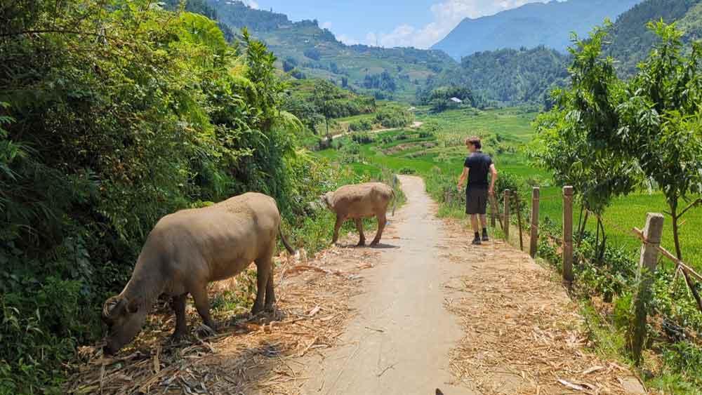 Hiking trail with teenager walking away and two water buffalo grazing at side of path