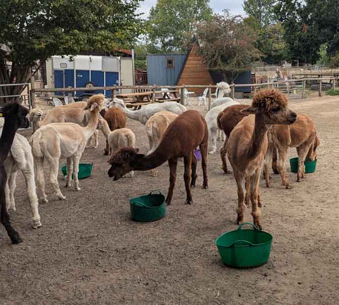 Alpacas at Pennybridge Farm, Hampshire Alpacas at Pennybridge Farm, Hampshire