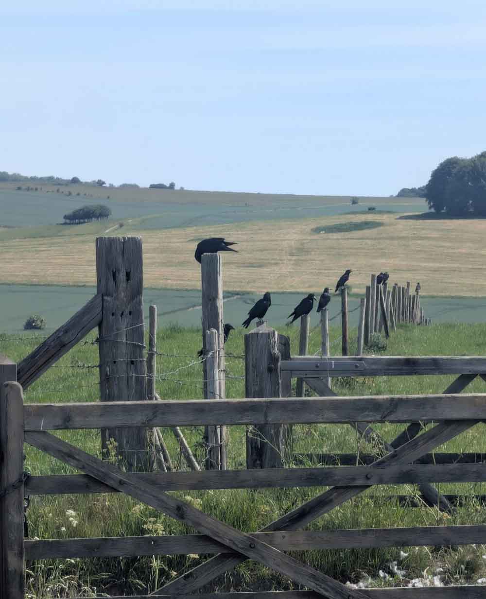 Row of Jackdaws on fence in field at Avebury Henge