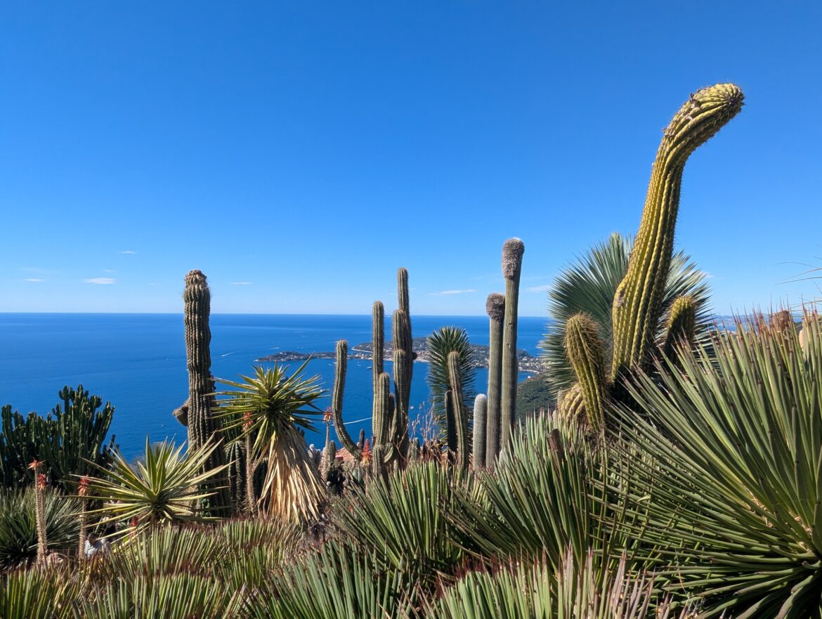 Jardin Exotique, Eze, France Large cacti in the botanic gardens at the top of Eze with sea in the background