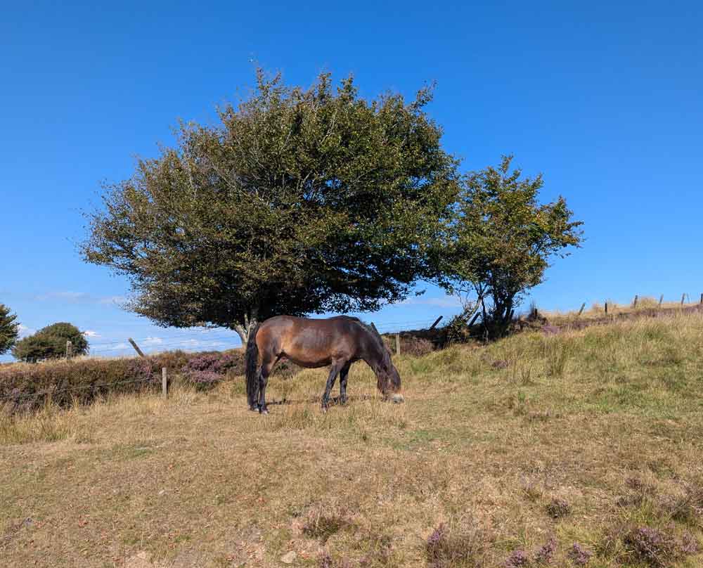 Pony in field in front of 2 trees in Exmoor National Park