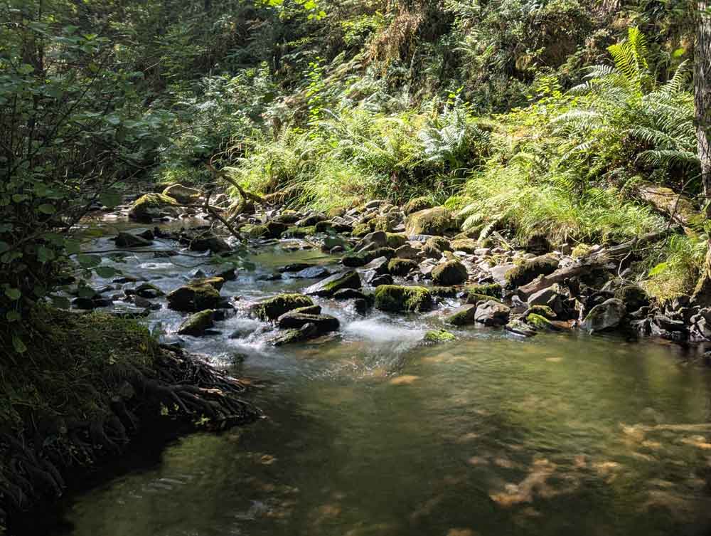 Stream going over rocks with ferns in background at Horner Wood
