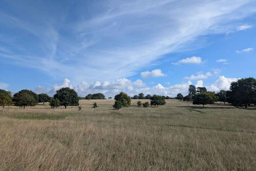 Open fields with trees and blue sky