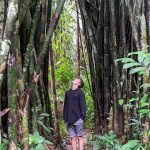 Boy looking at huge Bamboo on a Jungle hike, Thailand